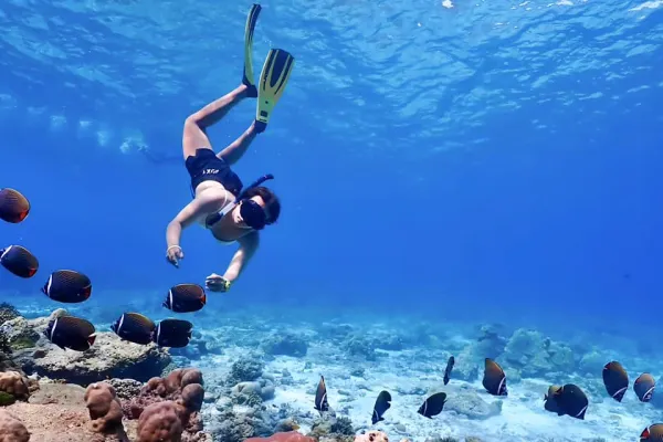 Guest snorkeling with tropical fish during the Phi Phi Island Sunset Tour from Phuket