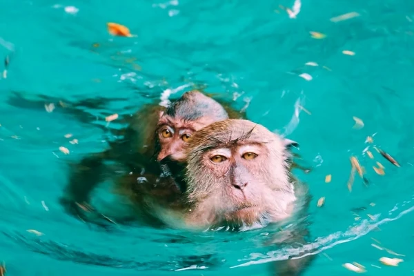 Monkeys swimming near Monkey Beach during the Phi Phi Bamboo and Khai Island Tour from Phuket