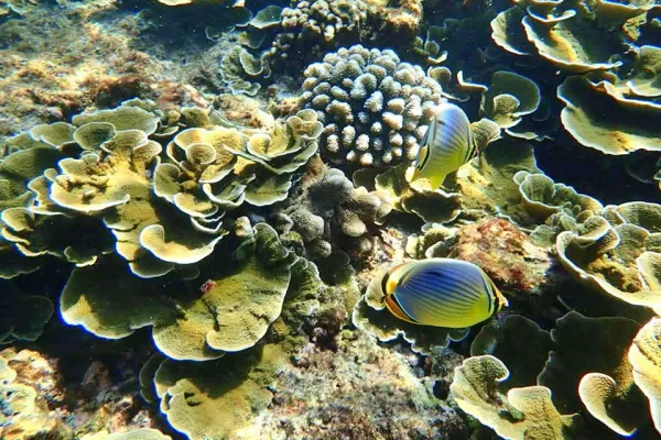 Power Catamaran tour to Phi Phi Island from Phuket with Maya Bay Pileh Lagoon snorkeling and Maiton Island