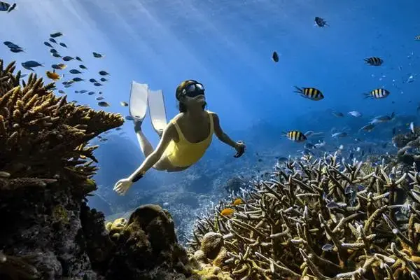 Traveler snorkeling among tropical fish and coral near Phi Phi Islands