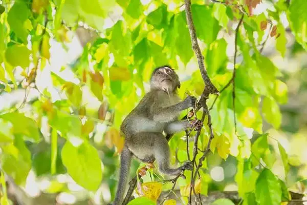 Wild monkey sitting in a tree during the Phi Phi Island Late Morning Tour