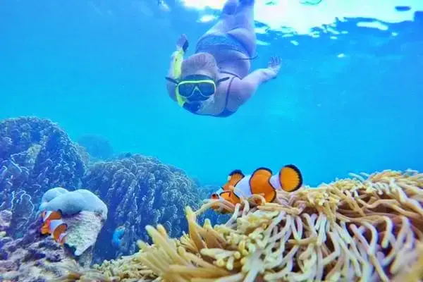 Snorkeler observing clownfish and coral during the Phi Phi Island tour