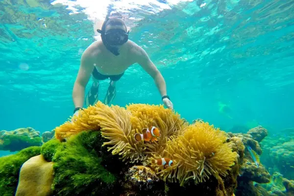 Snorkeling with clownfish during the Phi Phi Island Sunrise Tour from Phuket