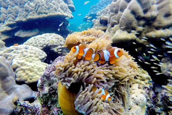 Coral reef snorkeling near Loh Samah Bay during the Phi Phi Island Sunset Tour from Phuket