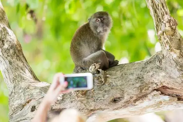 Monkey photographed from a safe distance during the Phi Phi Island Sunrise Tour from Phuket