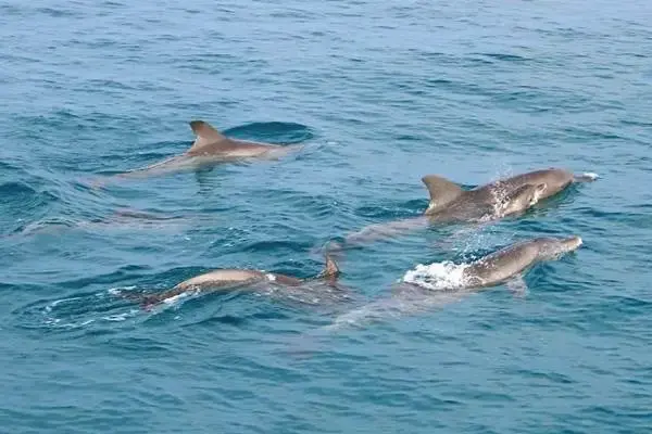 Dolphins swimming near Maiton Island during the PP3 Phi Phi Luxury Speed Catamaran Tour from Phuket