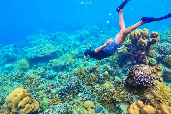 Snorkeling in clear water at Loh Samah Bay during the Phi Phi Bamboo Island Tour from Phuket