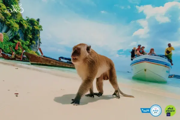 Sightseeing at Monkey Beach and Monkey Cliff during the Phi Phi Island speedboat tour from Phuket