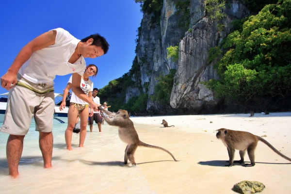 Sightseeing at Monkey Beach or Monkey Cliff during the Phi Phi Bamboo Island Tour from Phuket