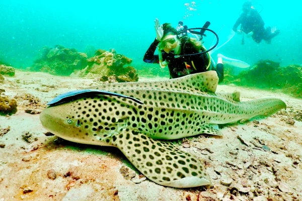 Scuba diver observing a leopard shark underwater at Phi Phi Islands