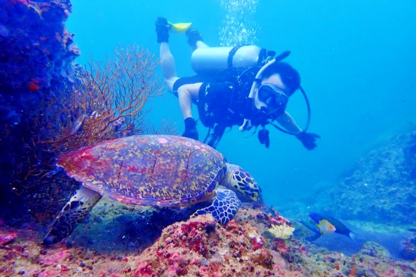 Scuba diver encountering a sea turtle during a Phi Phi Island scuba diving tour from Phuket
