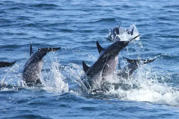 Dolphins swimming in the Andaman Sea near Maiton Island Phuket