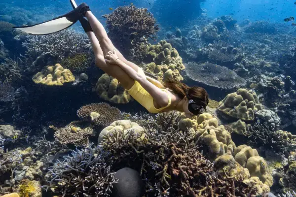 Snorkeling over coral reef at Phi Phi Don during the Phi Phi James Bond Krabi 2 day tour from Phuket