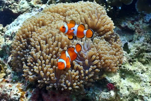 Clownfish and coral reef seen while snorkeling around Phi Phi Island