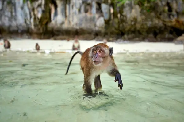 Monkey Beach at Phi Phi Island during the Phi Phi James Bond Krabi 2 day tour from Phuket