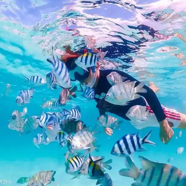 Snorkeling with tropical fish in the clear waters of Phi Phi Islands