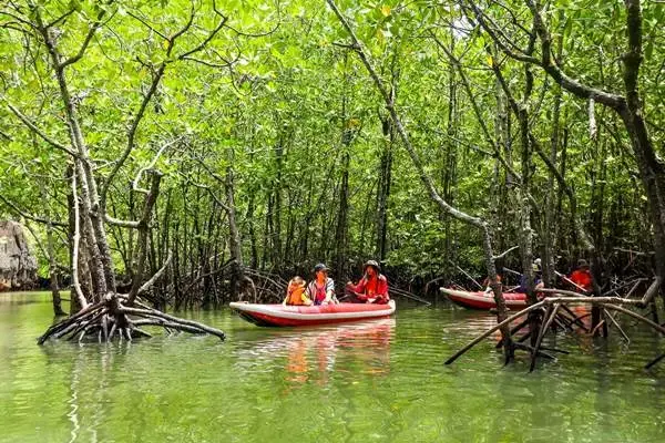 Guided canoeing through mangrove forest in Phang Nga Bay
