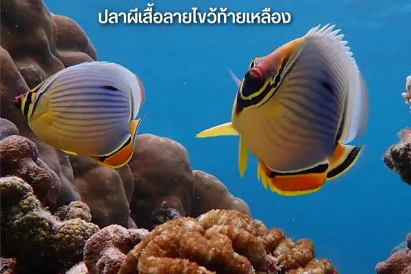 Tropical fish and coral reef seen during snorkeling on a Phi Phi Island and Bamboo Island tour from Phuket