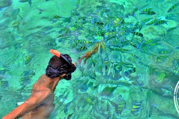 Snorkeling with tropical fish during a Phi Phi Island and Bamboo Island speedboat tour from Phuket