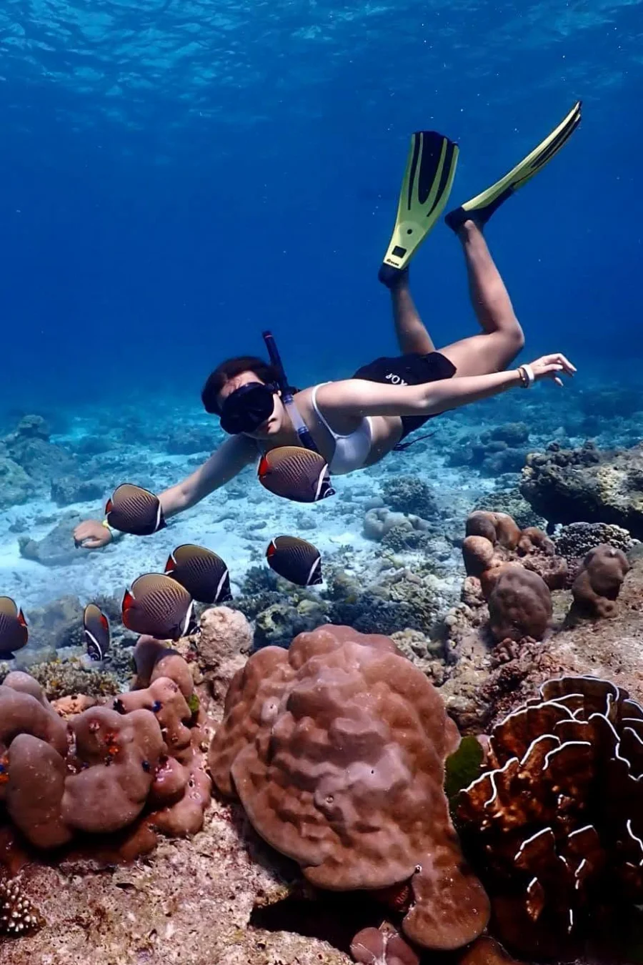 Woman snorkeling above coral with tropical fish in clear blue water