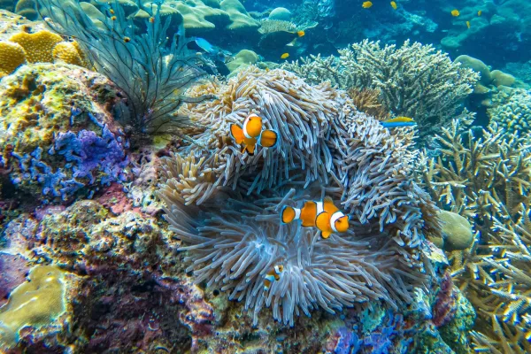 Orange clownfish swimming among sea anemones and colorful coral reefs in tropical underwater scenery