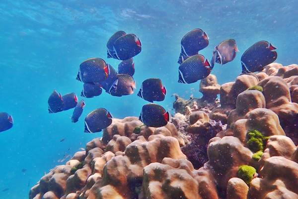 Tropical fish and coral reef snorkeling near Phi Phi Islands during a tour from Phuket